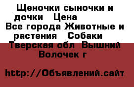Щеночки-сыночки и дочки › Цена ­ 30 000 - Все города Животные и растения » Собаки   . Тверская обл.,Вышний Волочек г.